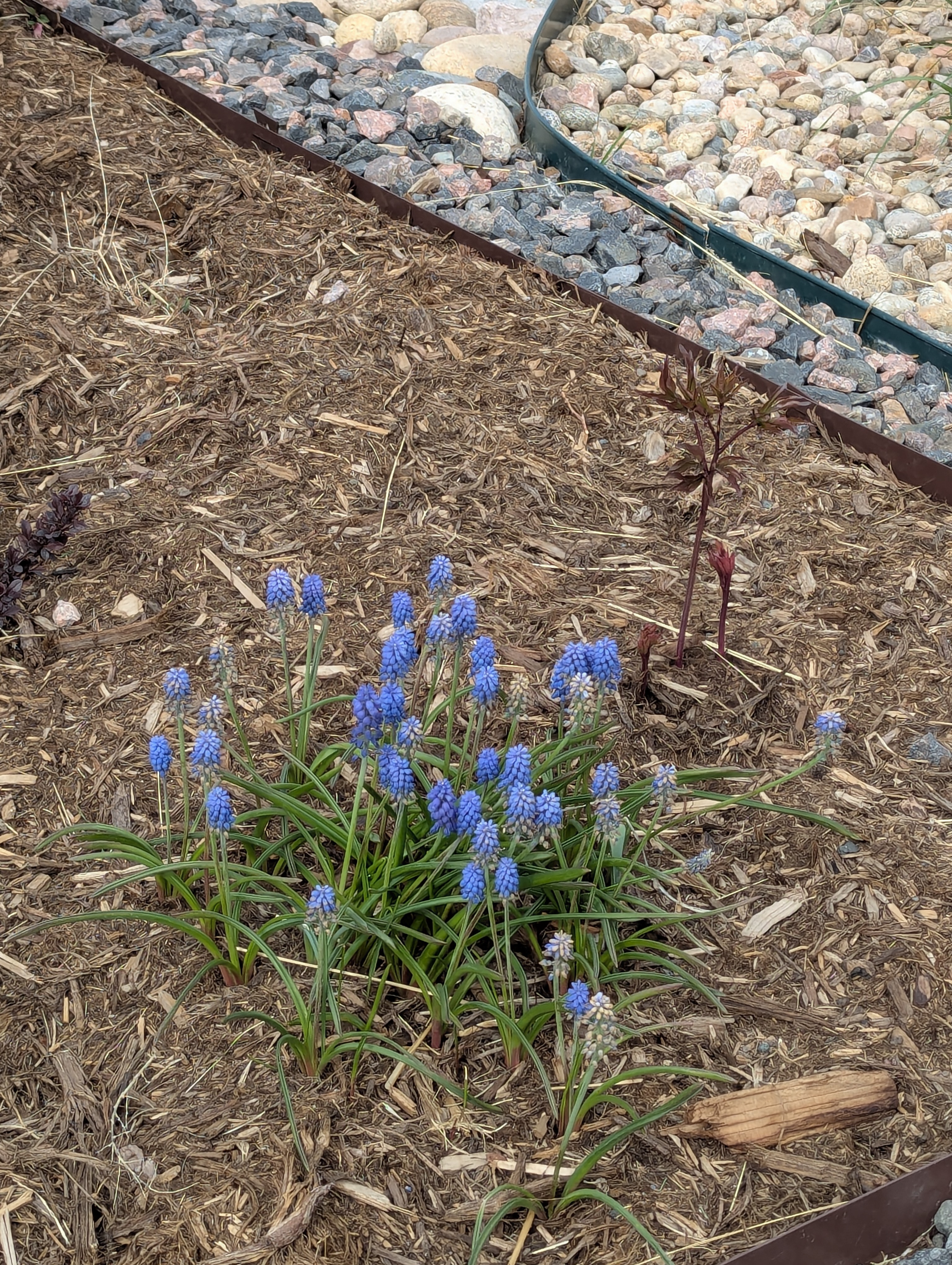 Garden, Flowers, Morrison, Colorado